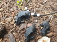 Cat Skull Necklace and Earring-set Black