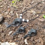 Raven Skull Necklace and Earring- Set Black