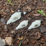 Wolf Skull Necklace and Earring-set White