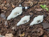 Wolf Skull Necklace and Earring-set White