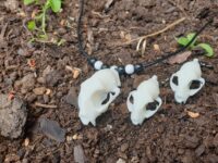 Cat Skull Necklace and Earring-set White