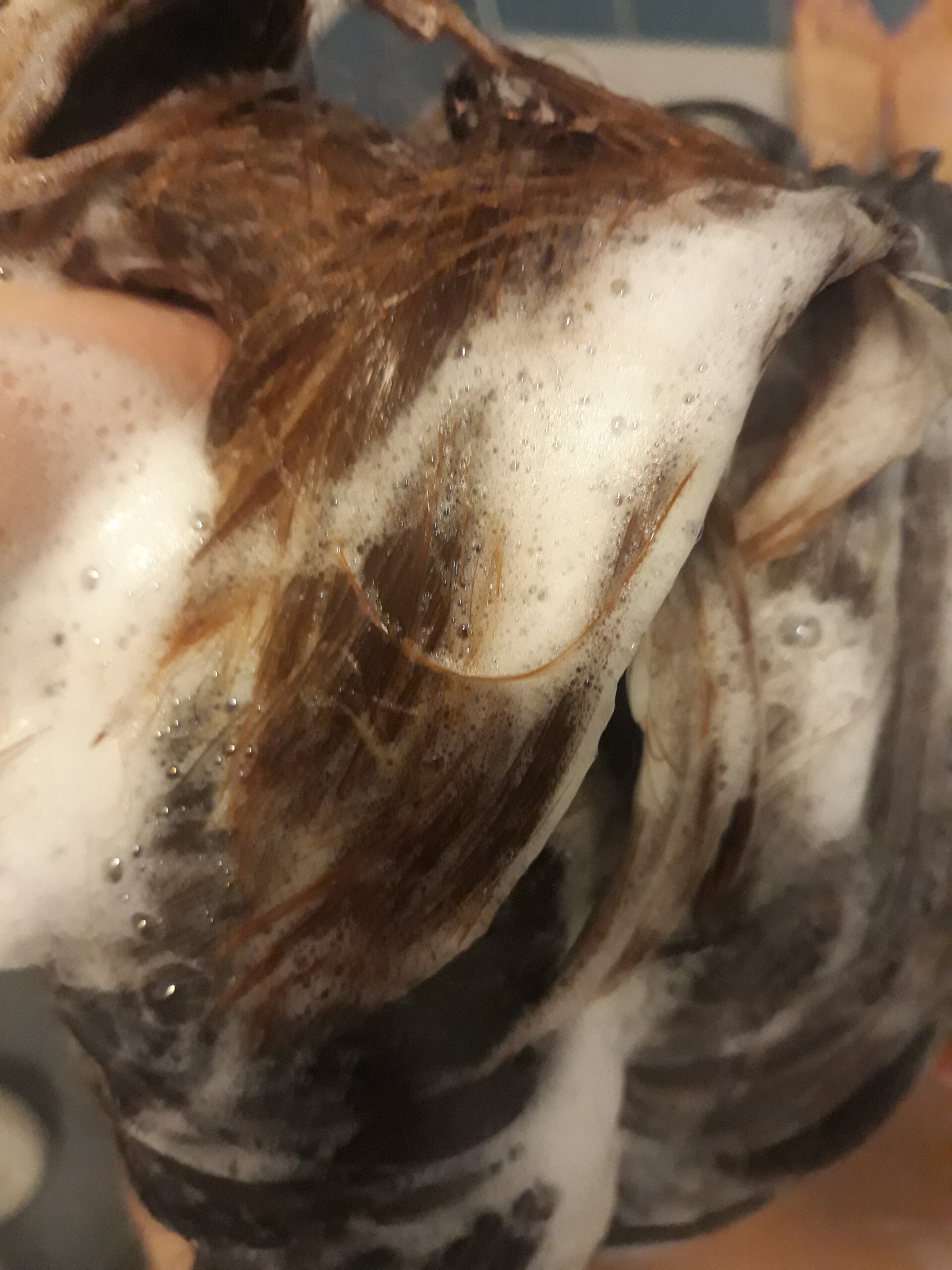 Kiinteä shampoo "Kookos ja hiili" - Image 5